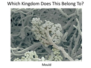 Which Kingdom Does This Belong To?
Mould
 