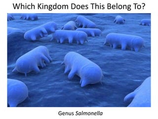 Which Kingdom Does This Belong To?
Genus Salmonella
 