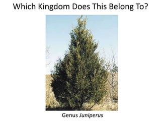 Which Kingdom Does This Belong To?
Genus Juniperus
 