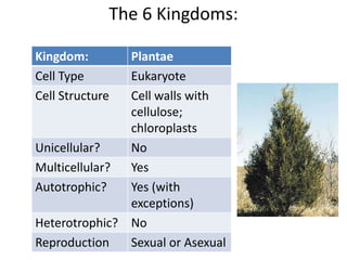 The 6 Kingdoms:
Kingdom: Plantae
Cell Type Eukaryote
Cell Structure Cell walls with
cellulose;
chloroplasts
Unicellular? No
Multicellular? Yes
Autotrophic? Yes (with
exceptions)
Heterotrophic? No
Reproduction Sexual or Asexual
 