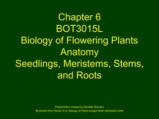 Chapter 6
BOT3015L
Biology of Flowering Plants
Anatomy
Seedlings, Meristems, Stems,
and Roots
Presentation created by Danielle Sherdan
All photos from Raven et al. Biology of Plants except when otherwise noted
 
