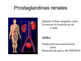 Prostaglandinas renales Mejoran el flujo sanguíneo renal Favorecen la excreción de sal  y agua AINEs: Pueden provocar insuficiencia  renal Retención de agua y sal: EDEMAS 2 