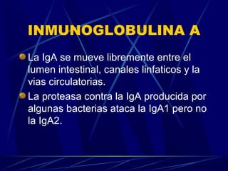 INMUNOGLOBULINA A
La IgA se mueve libremente entre el
lumen intestinal, canales linfaticos y la
vias circulatorias.
La proteasa contra la IgA producida por
algunas bacterias ataca la IgA1 pero no
la IgA2.
 