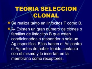 TEORIA SELECCION
CLONAL
Se realiza tanto en linfocitos T como B.
A- Existen un gran numero de clones o
familias de linfocitos B que estan
condicionados a responder a solo un
Ag especifico. Ellos hacen el Ac contra
el Ag antes de haber tenido contacto
con el mismo y lo insertan en la
membrana como receptores.
 