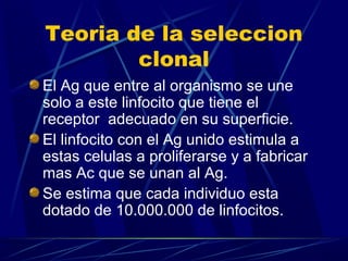 Teoria de la seleccion
clonal
El Ag que entre al organismo se une
solo a este linfocito que tiene el
receptor adecuado en su superficie.
El linfocito con el Ag unido estimula a
estas celulas a proliferarse y a fabricar
mas Ac que se unan al Ag.
Se estima que cada individuo esta
dotado de 10.000.000 de linfocitos.
 