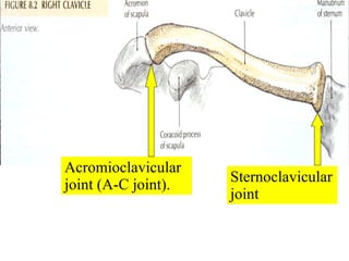 Sternoclavicular joint Acromioclavicular joint (A-C joint). 