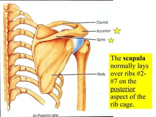 The  scapula  normally lays over ribs #2-#7 on the  posterior  aspect of the rib cage. 