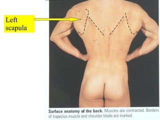 Left scapula 