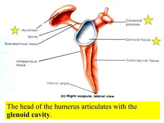 The head of the humerus articulates with the  glenoid cavity . 