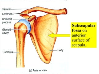 Subscapular fossa  on  anterior  surface of scapula. 