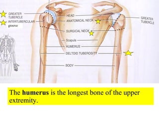 The  humerus  is the longest bone of the upper extremity. groove 