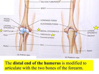 The  distal end of the humerus  is modified to articulate with the two bones of the forearm. 