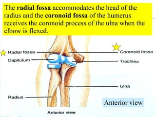 The  radial fossa  accommodates the head of the radius and the  coronoid fossa  of the humerus receives the coronoid process of the ulna when the elbow is flexed. Anterior view 