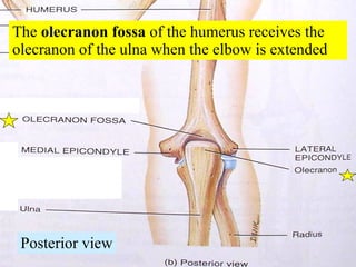 The  olecranon fossa  of the humerus receives the olecranon of the ulna when the elbow is extended Posterior view 