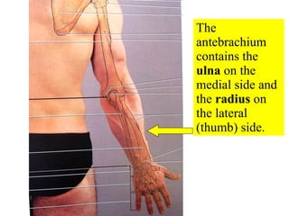The antebrachium contains the  ulna  on the medial side and the  radius  on the lateral (thumb) side. 