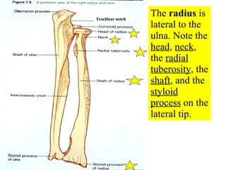 The  radius  is lateral to the ulna. Note the  head ,  neck , the  radial tuberosity , the  shaft , and the  styloid process  on the lateral tip. Trochlear notch 