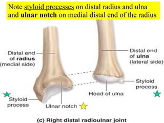Note  styloid processes  on distal radius and ulna  and  ulnar notch  on medial distal end of the radius 