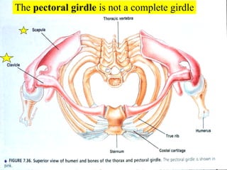 The  pectoral girdle  is not a complete girdle 