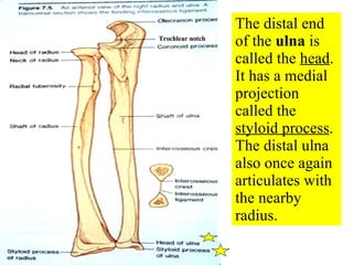 The distal end of the  ulna  is called the  head .  It has a medial projection called the  styloid process . The distal ulna also once again articulates with the nearby radius. Trochlear notch 