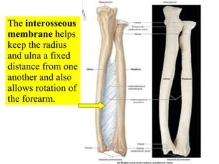 The  interosseous membrane  helps keep the radius and ulna a fixed distance from one another and also allows rotation of the forearm. 