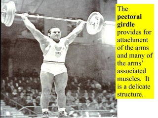 The  pectoral girdle  provides for attachment of the arms and many of the arms’ associated muscles.  It is a delicate structure. 