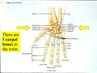 There are 8  carpal bones  in the wrist. 