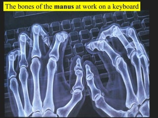 The bones of the  manus  at work on a keyboard 