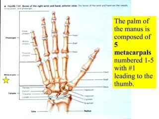 The palm of the manus is composed of  5 metacarpals  numbered 1-5 with #1 leading to the thumb. 