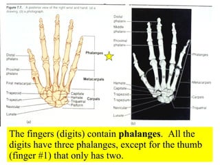 The fingers (digits) contain  phalanges .  All the digits have three phalanges, except for the thumb (finger #1) that only has two. 