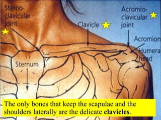 The only bones that keep the scapulae and the shoulders laterally are the delicate  clavicles . 
