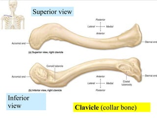 Clavicle  (collar bone) Inferior view Superior view 
