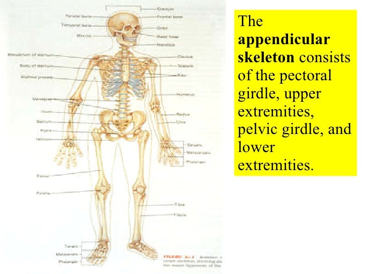 06 appendicular skeleton pectoral girdle and upper limbs