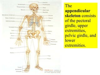 The  appendicular  skeleton  consists of the pectoral girdle, upper extremities, pelvic girdle, and lower extremities. 