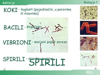 Bakterije | PPT