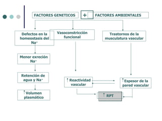 FACTORES AMBIENTALES Defectos en la homeostasis del Na + Vasoconstricción funcional Trastornos de la musculatura vascular Menor exreción Na +  Retención de agua y Na + Volumen plasmático Reactividad vascular RPT Espesor de la pared vascular + FACTORES GENETICOS 