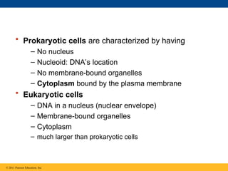 • Prokaryotic cells are characterized by having
– No nucleus
– Nucleoid: DNA’s location
– No membrane-bound organelles
– Cytoplasm bound by the plasma membrane
• Eukaryotic cells
– DNA in a nucleus (nuclear envelope)
– Membrane-bound organelles
– Cytoplasm
– much larger than prokaryotic cells
© 2011 Pearson Education, Inc.
 