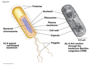 Fimbriae
Bacterial
chromosome
A typical
rod-shaped
bacterium
(a)
Nucleoid
Ribosomes
Plasma
membrane
Cell wall
Capsule
Flagella A thin section
through the
bacterium Bacillus
coagulans (TEM)
(b)
0.5 m
Figure 6.5
 