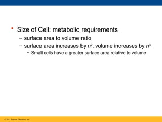 • Size of Cell: metabolic requirements
– surface area to volume ratio
– surface area increases by n2
, volume increases by n3
• Small cells have a greater surface area relative to volume
© 2011 Pearson Education, Inc.
 