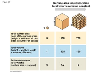 Surface area increases while
total volume remains constant
Total surface area
[sum of the surface areas
(height  width) of all box
sides  number of boxes]
Total volume
[height  width  length
 number of boxes]
Surface-to-volume
(S-to-V) ratio
[surface area  volume]
1
5
6 150 750
1
125
125
1
1.2
6 6
Figure 6.7
 