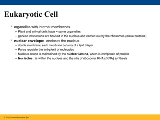 Eukaryotic Cell
• organelles with internal membranes
– Plant and animal cells have ~ same organelles
– genetic instructions are housed in the nucleus and carried out by the ribosomes (make proteins)
• nuclear envelope: encloses the nucleus
– double membrane; each membrane consists of a lipid bilayer
– Pores regulate the entry/exit of molecules
– Nucleus shape is maintained by the nuclear lamina, which is composed of protein
– Nucleolus: is within the nucleus and the site of ribosomal RNA (rRNA) synthesis
© 2011 Pearson Education, Inc.
 