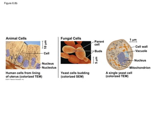Figure 6.8b
Animal Cells
Cell
Nucleus
Nucleolus
Human cells from lining
of uterus (colorized TEM)
Yeast cells budding
(colorized SEM)
10
m
Fungal Cells
5
m
Parent
cell
Buds
1 m
Cell wall
Vacuole
Nucleus
Mitochondrion
A single yeast cell
(colorized TEM)
 