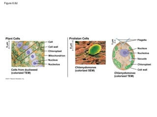 Figure 6.8d
Plant Cells
Cells from duckweed
(colorized TEM)
Cell
5
m
Cell wall
Chloroplast
Nucleus
Nucleolus
8
m
Protistan Cells
1
m
Chlamydomonas
(colorized SEM)
Chlamydomonas
(colorized TEM)
Flagella
Nucleus
Nucleolus
Vacuole
Chloroplast
Cell wall
Mitochondrion
 