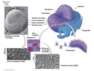 Nucleus
Rough ER
Nucleolus
Chromatin
Nuclear envelope:
Inner membrane
Outer membrane
Nuclear pore
Ribosome
Pore
complex
Close-up
of nuclear
envelope
Surface of nuclear
envelope
Pore complexes (TEM)
0.25
m
1
m
Nuclear lamina (TEM)
Chromatin
1 m
Figure 6.9
 