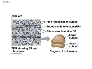 Figure 6.10
0.25 m
Free ribosomes in cytosol
Endoplasmic reticulum (ER)
Ribosomes bound to ER
Large
subunit
Small
subunit
Diagram of a ribosome
TEM showing ER and
ribosomes
 