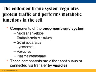 The endomembrane system regulates
protein traffic and performs metabolic
functions in the cell
• Components of the endomembrane system
– Nuclear envelope
– Endoplasmic reticulum
– Golgi apparatus
– Lysosomes
– Vacuoles
– Plasma membrane
• These components are either continuous or
connected via transfer by vesicles
© 2011 Pearson Education, Inc.
 