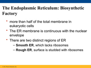 The Endoplasmic Reticulum: Biosynthetic
Factory
• more than half of the total membrane in
eukaryotic cells
• The ER membrane is continuous with the nuclear
envelope
• There are two distinct regions of ER
– Smooth ER, which lacks ribosomes
– Rough ER, surface is studded with ribosomes
© 2011 Pearson Education, Inc.
 