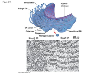 Figure 6.11 Smooth ER
Rough ER
ER lumen
Cisternae
Ribosomes
Smooth ER
Transport vesicle
Transitional ER
Rough ER
200 nm
Nuclear
envelope
 
