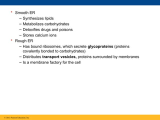 • Smooth ER
– Synthesizes lipids
– Metabolizes carbohydrates
– Detoxifies drugs and poisons
– Stores calcium ions
• Rough ER
– Has bound ribosomes, which secrete glycoproteins (proteins
covalently bonded to carbohydrates)
– Distributes transport vesicles, proteins surrounded by membranes
– Is a membrane factory for the cell
© 2011 Pearson Education, Inc.
 