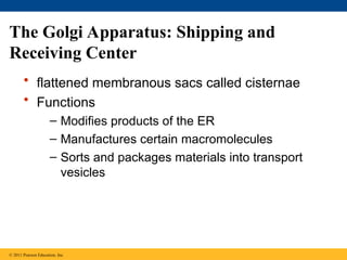• flattened membranous sacs called cisternae
• Functions
– Modifies products of the ER
– Manufactures certain macromolecules
– Sorts and packages materials into transport
vesicles
The Golgi Apparatus: Shipping and
Receiving Center
© 2011 Pearson Education, Inc.
 