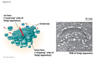 Figure 6.12
cis face
(“receiving” side of
Golgi apparatus)
trans face
(“shipping” side of
Golgi apparatus)
0.1 m
TEM of Golgi apparatus
Cisternae
 